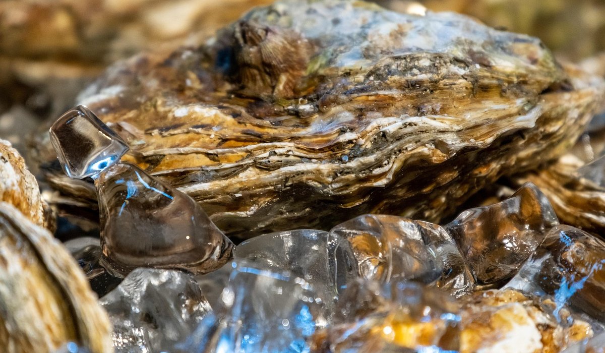 How to Choose Fresh Oysters at a Fishmonger